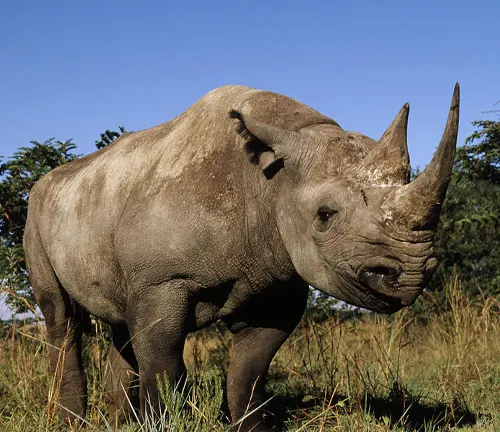  A Black Rhinoceros standing in the grass, showcasing its iconic horns.