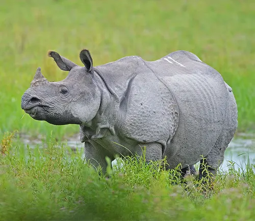A majestic Indian Rhinoceros stands in the grass near a pond, showcasing its distinctive skin and impressive horns.


