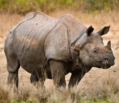 A Javan Rhinoceros stands in the wild grass, showcasing its distinctive skin and horns.