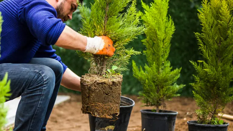 A man in a blue sweater and gardening gloves is planting a young pine tree, carefully removing it from its container with soil and roots intact, with other potted pine trees and gardening tools nearby.