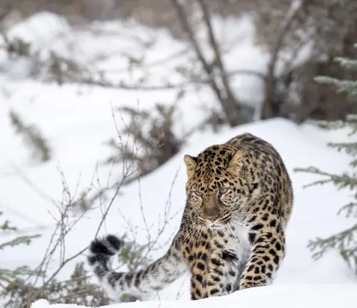 Amur leopard gracefully prowling through the snow, showcasing its majestic beauty and adaptability.