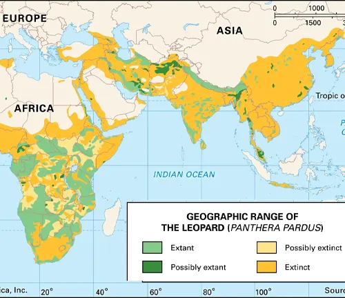 Map displaying African leopard distribution, highlighting the habitat of the 'Somaliland Leopard' in Africa."