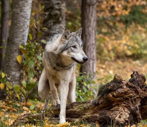 A cautious gray wolf steps over a fallen log in a forest with autumnal leaves and birch trees in the background.