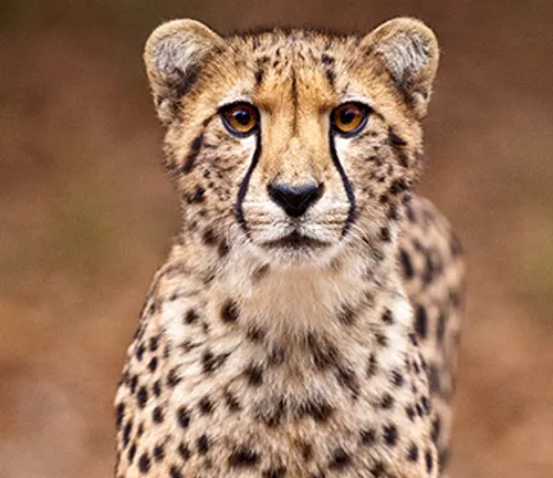 A close-up photo of a King Cheetah, a rare and majestic big cat with a unique coat pattern of large, dark spots and stripes on a light background.