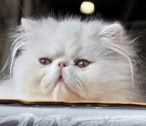 A close-up photo of a Persian cat with long, fluffy white fur and bright blue eyes.