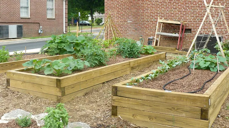 Pressure-treated wood raised garden beds filled with plants, located near a brick building