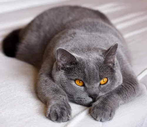 A British Shorthair, a gray cat with orange eyes, peacefully rests on a bed.