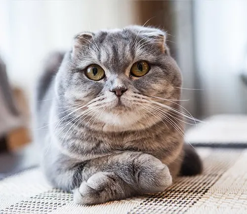 "Scottish Fold Cat with folded ears, sitting gracefully with a curious expression."