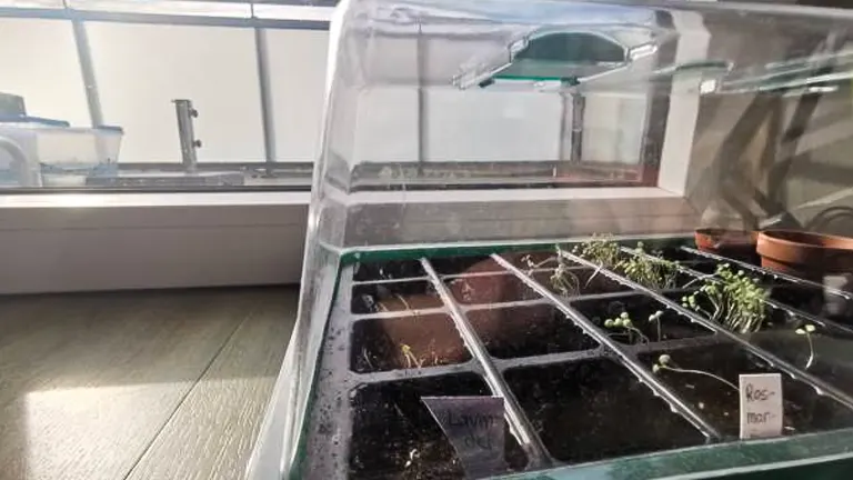 A small indoor greenhouse with various seedlings growing in partitioned sections, labeled with small tags, placed near a window for sunlight.