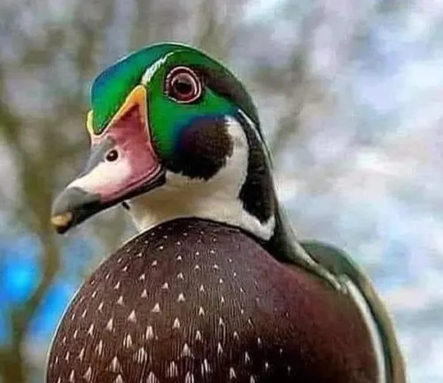 A close-up of Bill, a Mallard Duck, with a vibrant green and blue head.