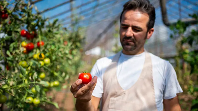 A man in an apron, focused on examining a ripe red tomato in his hand, standing in a greenhouse with tomato plants in the background.
