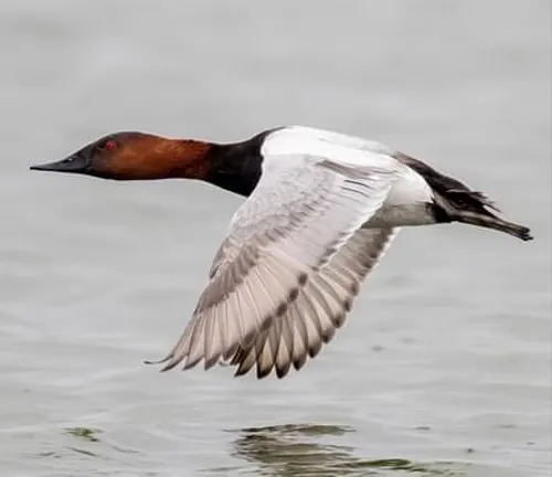 A Canvasback Duck with red head swimming gracefully in the water.