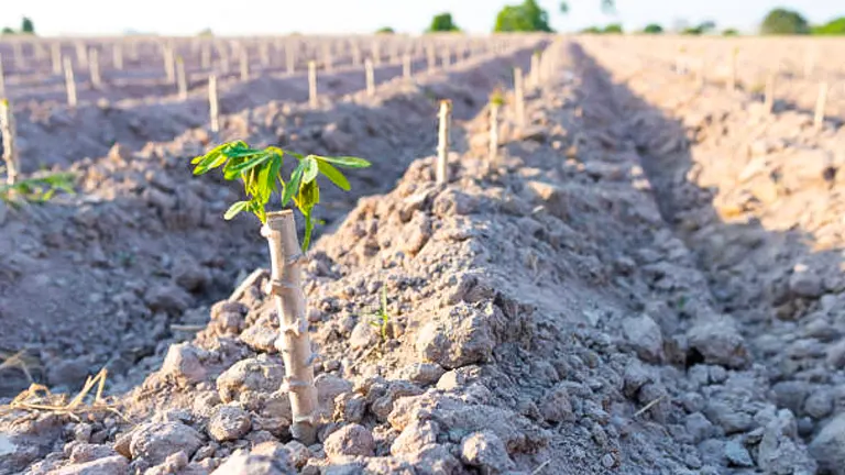 A young cassava plant with fresh green leaves stands in a row within a large, plowed agricultural field under a clear sky.