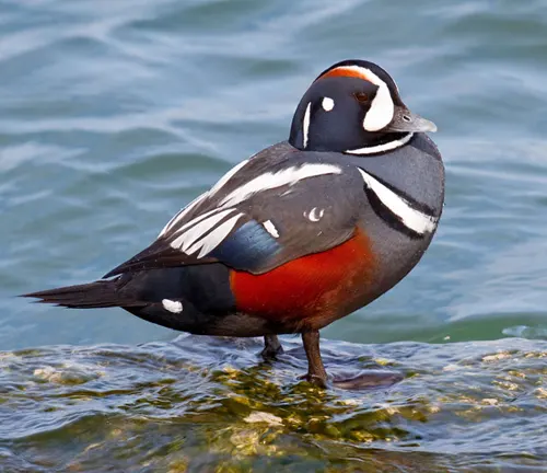 "Harlequin Duck: A small water bird with a striking coloration pattern of blue, white, and black feathers."