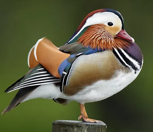 Colorful bird with white head and orange beak, resembling a Mandarin Duck.