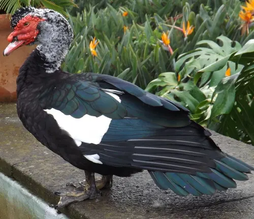 A Muscovy duck with black and white feathers, red wattles, and a red, fleshy crest on its head.