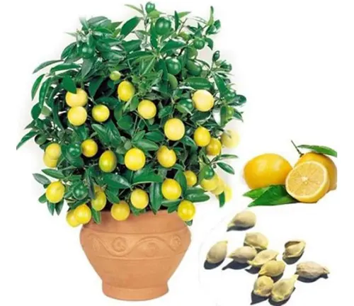 Decor-Land High Survival Rate Fruit Lemon Tree Seeds