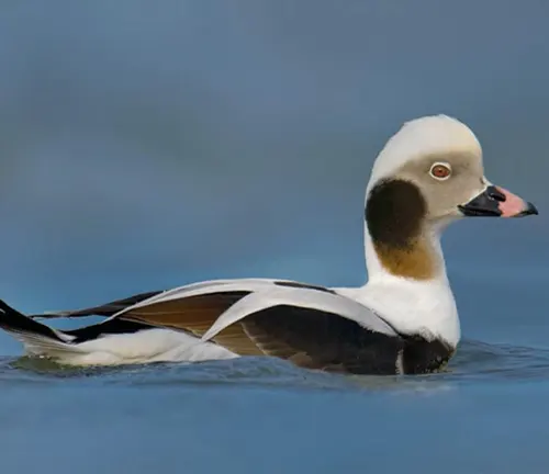 A Long-tailed Duck gracefully swims in the water under a blue sky. Its plumage adds to its beauty.