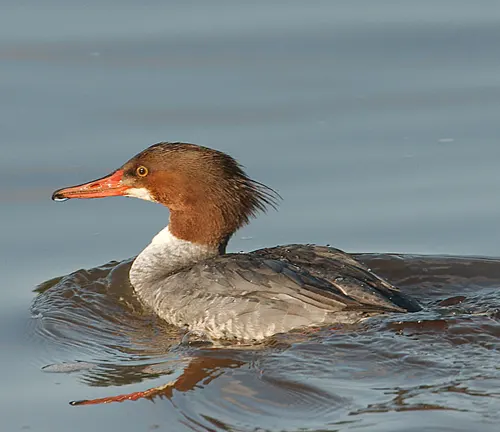 A Common Merganser Duck with a red head swimming in the water.