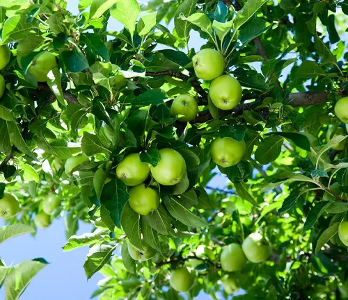 Green apples growing on a tree with a background of blue sky.