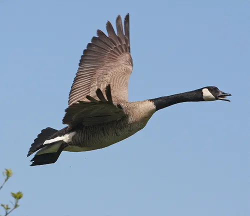 An exquisite photograph of a Canada Goose, featuring the remarkable plumage of the bird