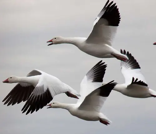 A flock of Snow Geese with varying plumage soaring gracefully through the sky.