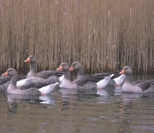 Greylag Geese swimming in lake by tall reeds, their natural habitat.