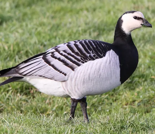 A Barnacle Goose standing in grass, black and white feathers, medium size.
