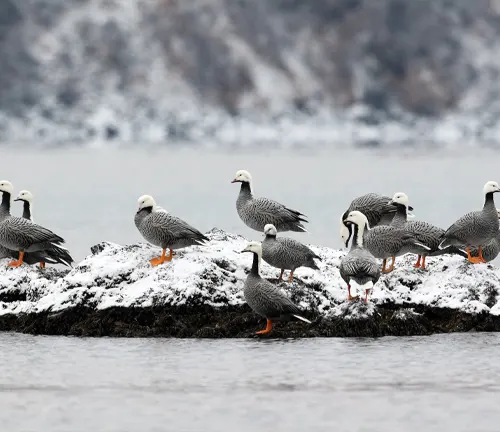 A group of Emperor Geese standing on a rock in the water, showcasing their behavioral traits.