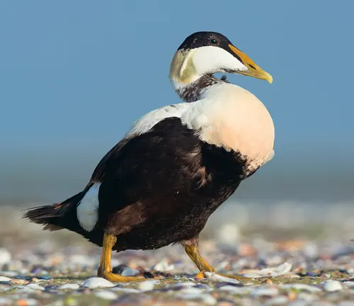 A Common Eider Duck, black and white, stands on a beach.