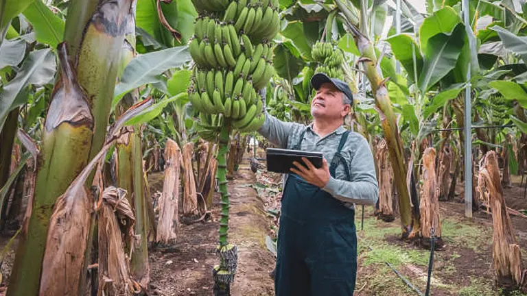 A smiling agricultural worker in a cap and overalls is checking a cluster of bananas with one hand while holding a digital tablet in the other, amidst a plantation of banana trees.