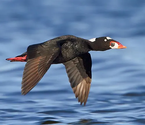 Surf Scoter Duck with striking black and white plumage, bright orange bill, and yellow eyes.