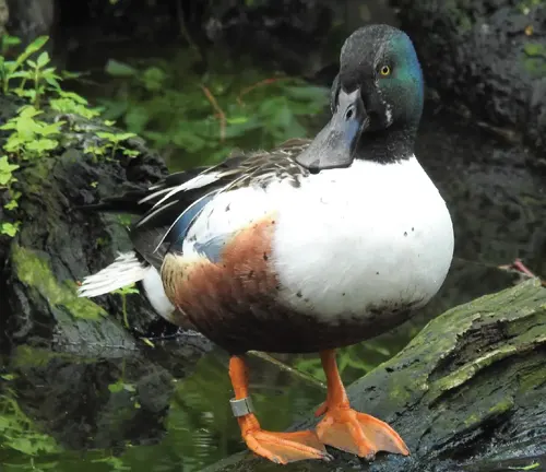 Colorful plumage of a Northern Shoveler duck with distinctive green head, white chest, and chestnut sides.
