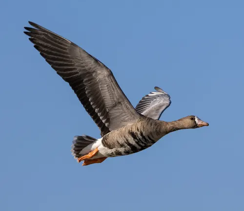 A Greater White-fronted Goose soaring in the blue sky, displaying its majestic wingspan.