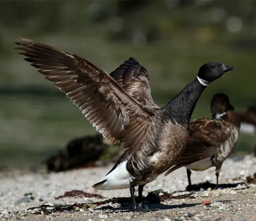 Brant goose with distinctive physical characteristics.
