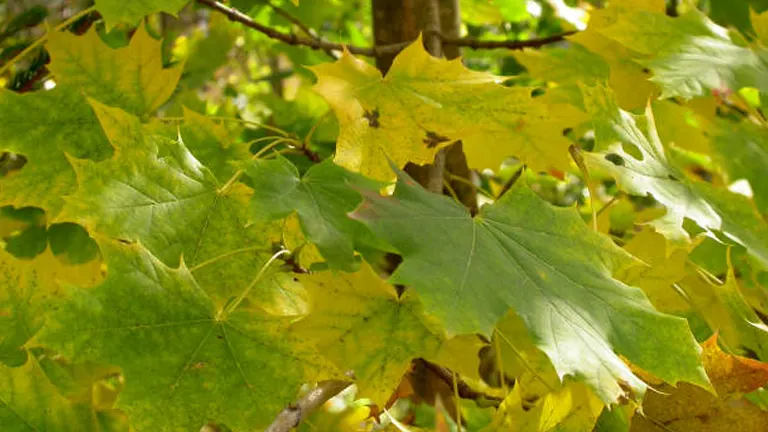 Close-up photo of autumn leaves from a maple or similar tree, showing green, yellow, and orange colors with veins and lobed edges.