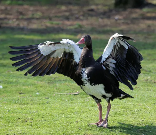 A black and white Spur-winged Goose with wings spread out, showcasing its striking plumage.