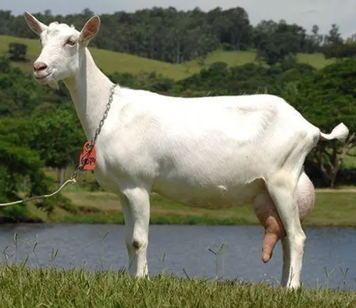 A Saanen goat, a white breed known for its physical characteristics, stands in grass beside a body of water.