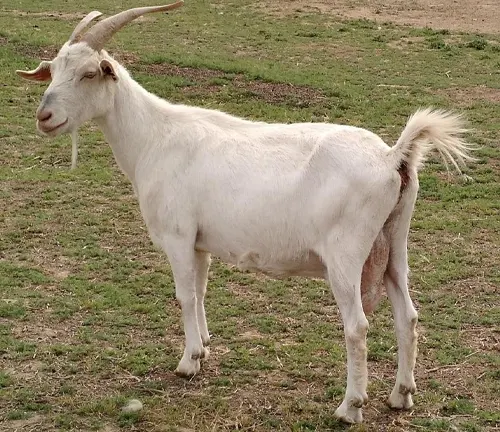 White goat from Kiko Goat development in grassy field.