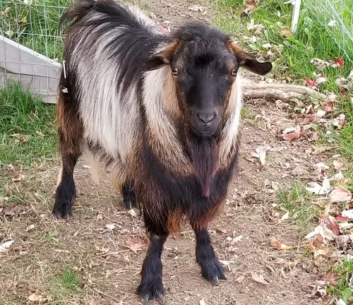A goat with lengthy hair standing in the dirt, showcasing the progress of the "Fainting Goat" breed.