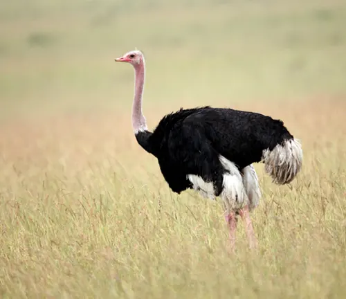 An ostrich with black and white feathers is standing in the grass.
