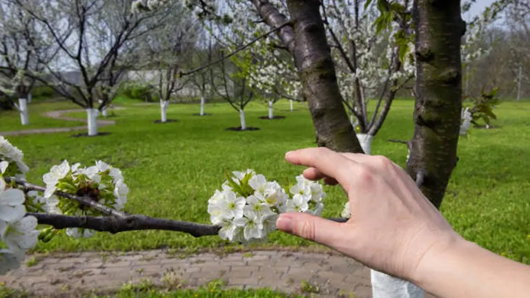 A person's hand gently touching white blossoms on a tree branch, with a lush orchard in the background.