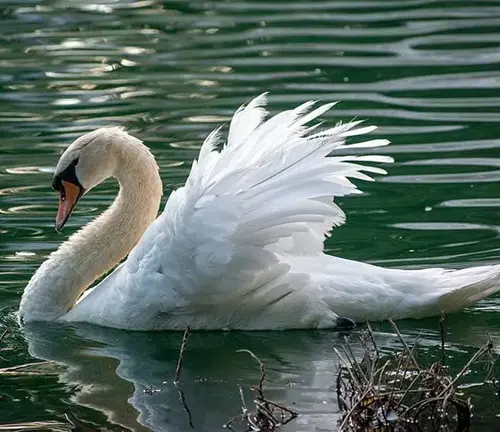 Beautiful Mute Swan displaying white feathers, orange bill, and black knob on head, floating peacefully on water.