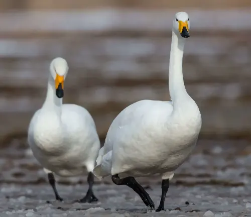 Two whooper swans strolling together on the beach, their elegant white feathers contrasting against the sandy shoreline.
