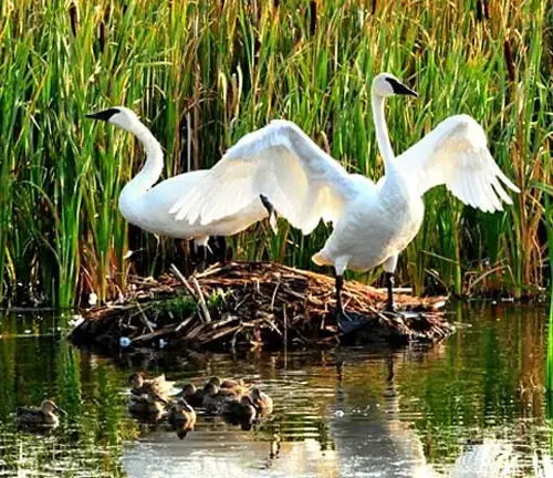 Trumpeter Swan in natural habitat, swimming gracefully in serene waters.