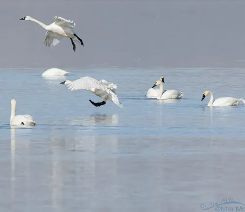 Tundra Swan swimming in cold, snowy tundra environment.