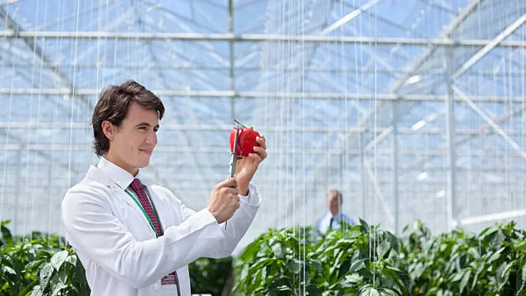 A scientist in a lab coat and tie inspecting a red bell pepper in a greenhouse with lush plants, with another person visible in the background.