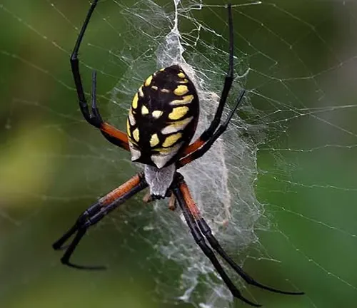 A close-up photo of an orb-weaver spider with a round body, long legs, and intricate web pattern.