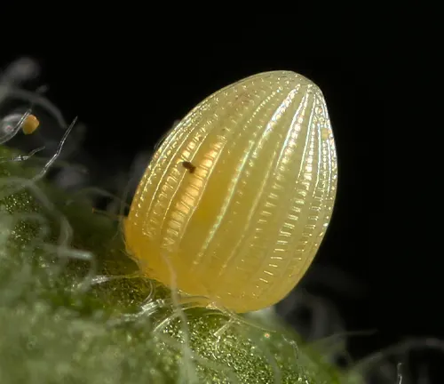 A close-up of a small yellow egg on a plant, representing the egg stage of a Monarch Butterfly.