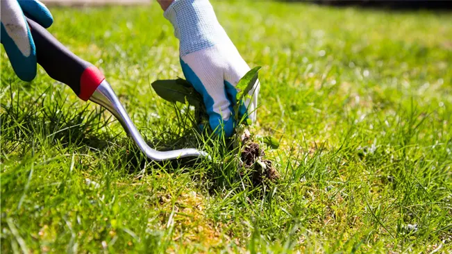 A gloved hand is using a gardening tool to remove a weed from a lush green lawn on a sunny day.